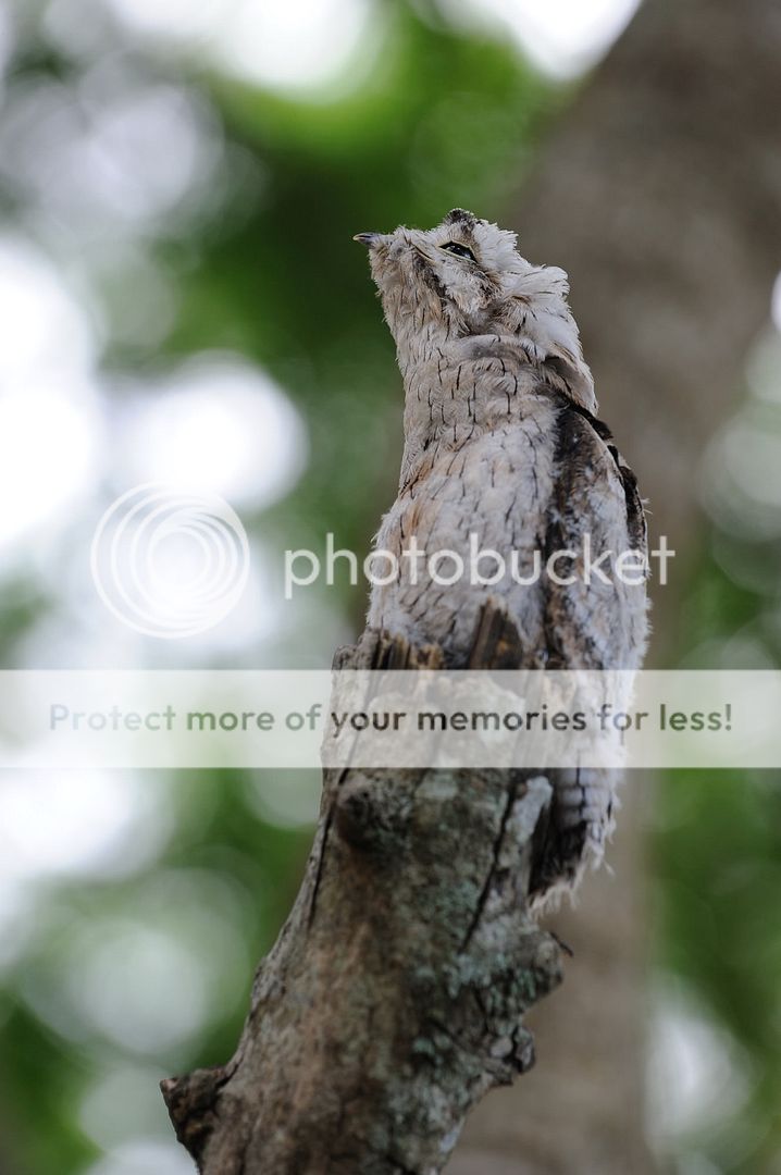 南美洲怪鸟之bb篇~~ common potoo